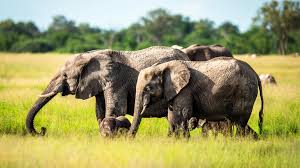6 Days  Samburu, Lake Nakuru  and Amboseli Safari